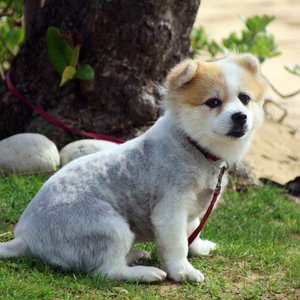 こむぎちゃん
